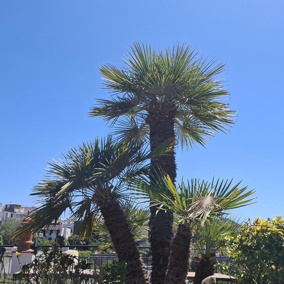 Hotel Villa Verde Forio di Ischia Eksteriør bilde